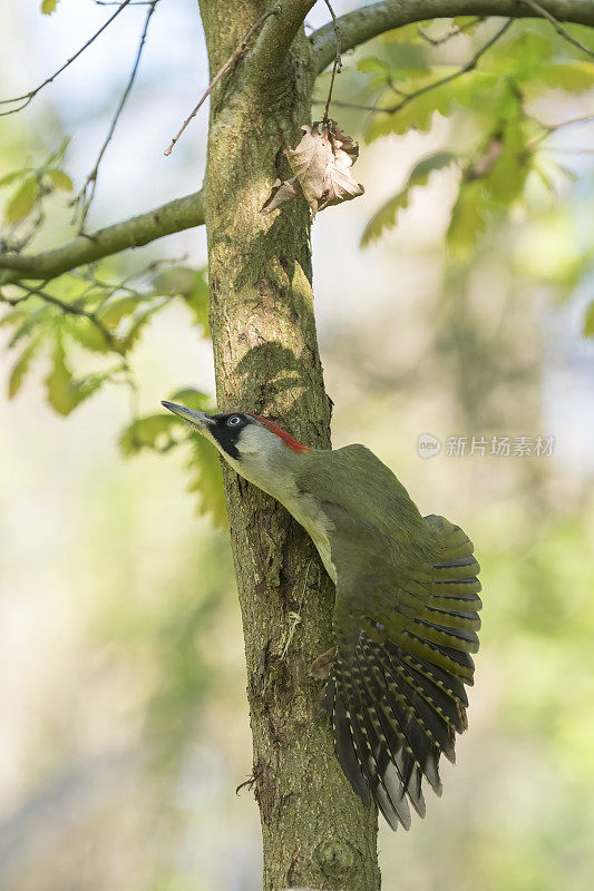 绿啄木鸟(Picus viridis)